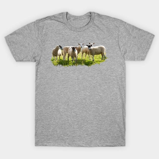 Flock of Sheep T-Shirt by Jane Stanley Photography